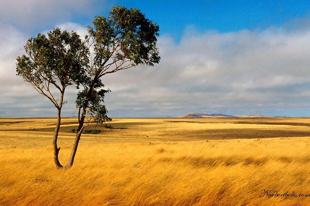 Paysage jaune