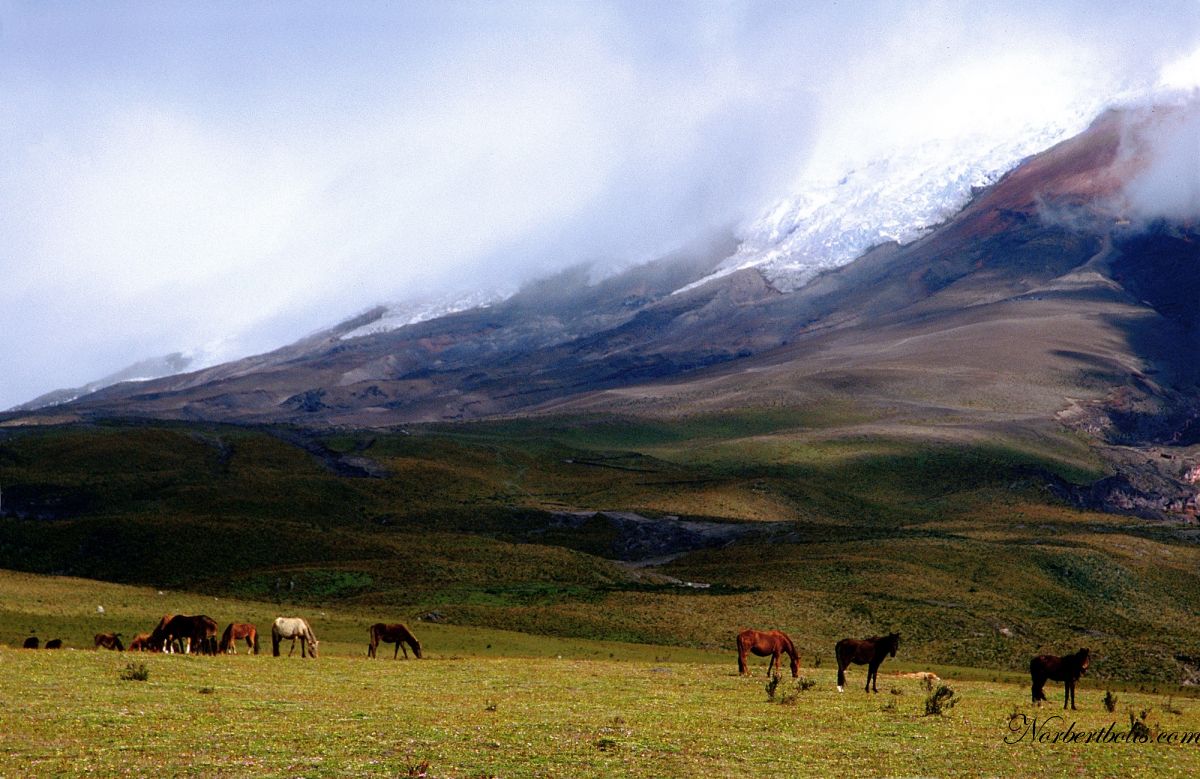 49 chevaux Site