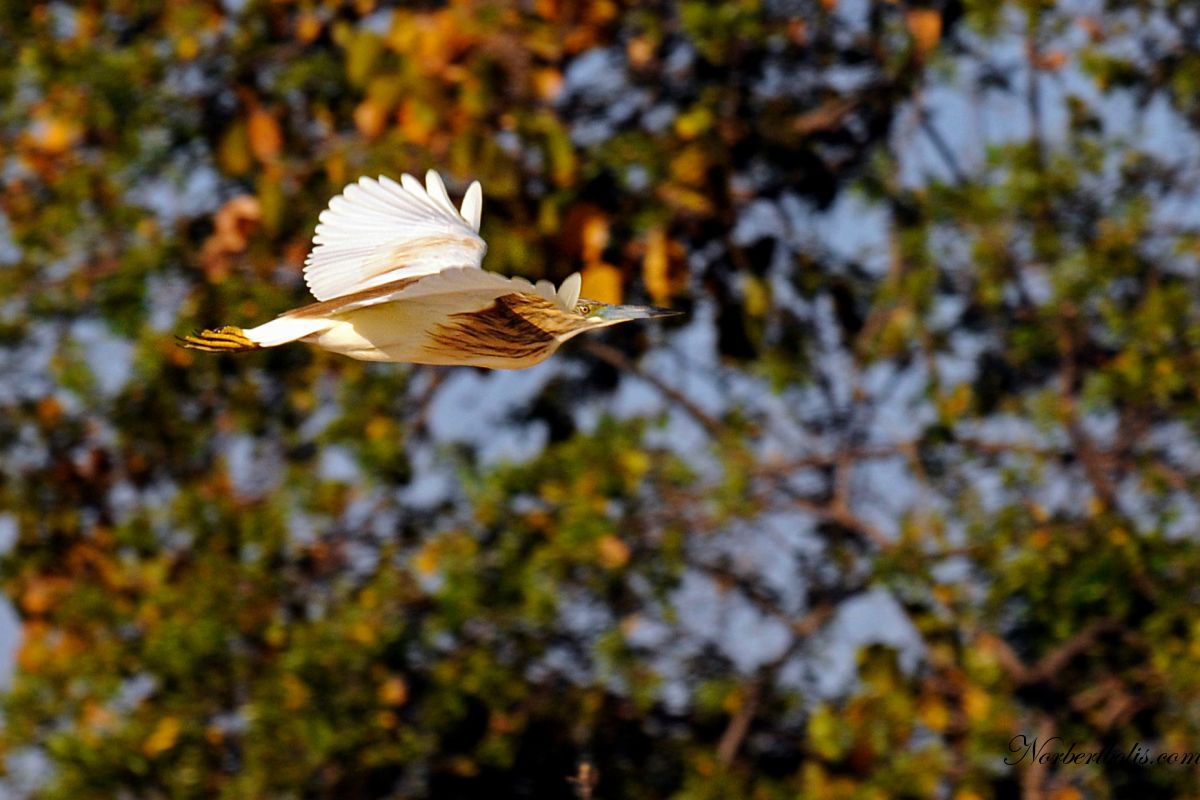 butor 2009 namib n t