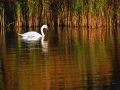 cygne