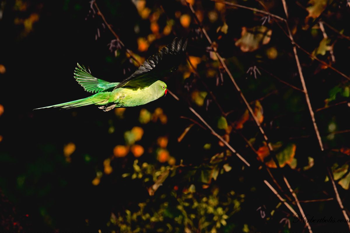 perruche dropblues t